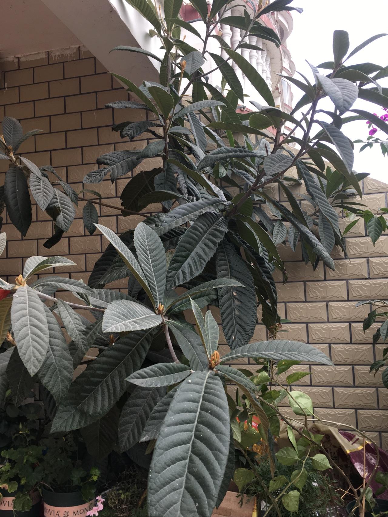 有哪些水果在吃完以后可以把核种到土里长出植