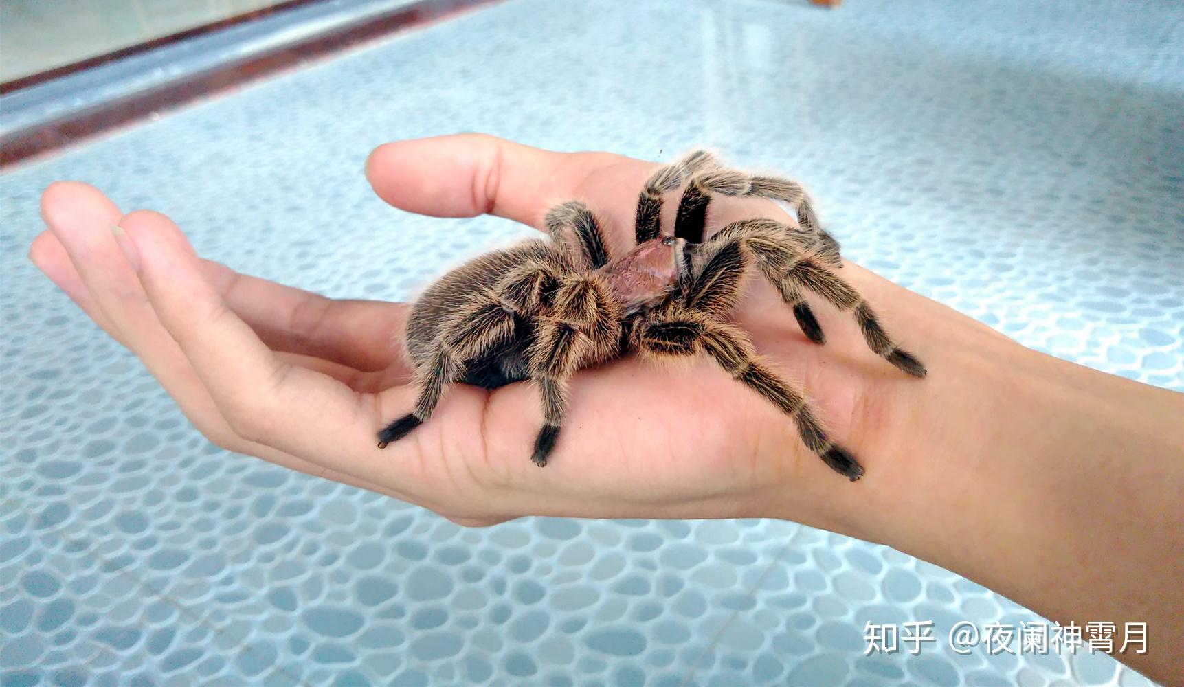 新手养蜘蛛你推荐养什么品种