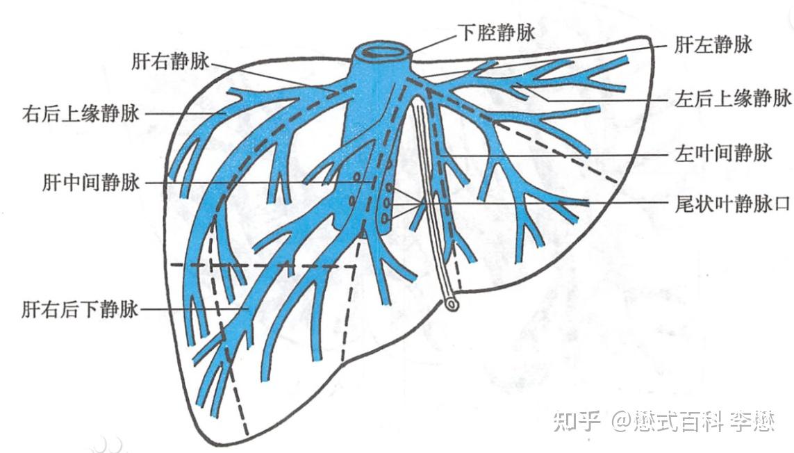 解剖学上第二、三肝门的区别和联系是什么？ - 知乎