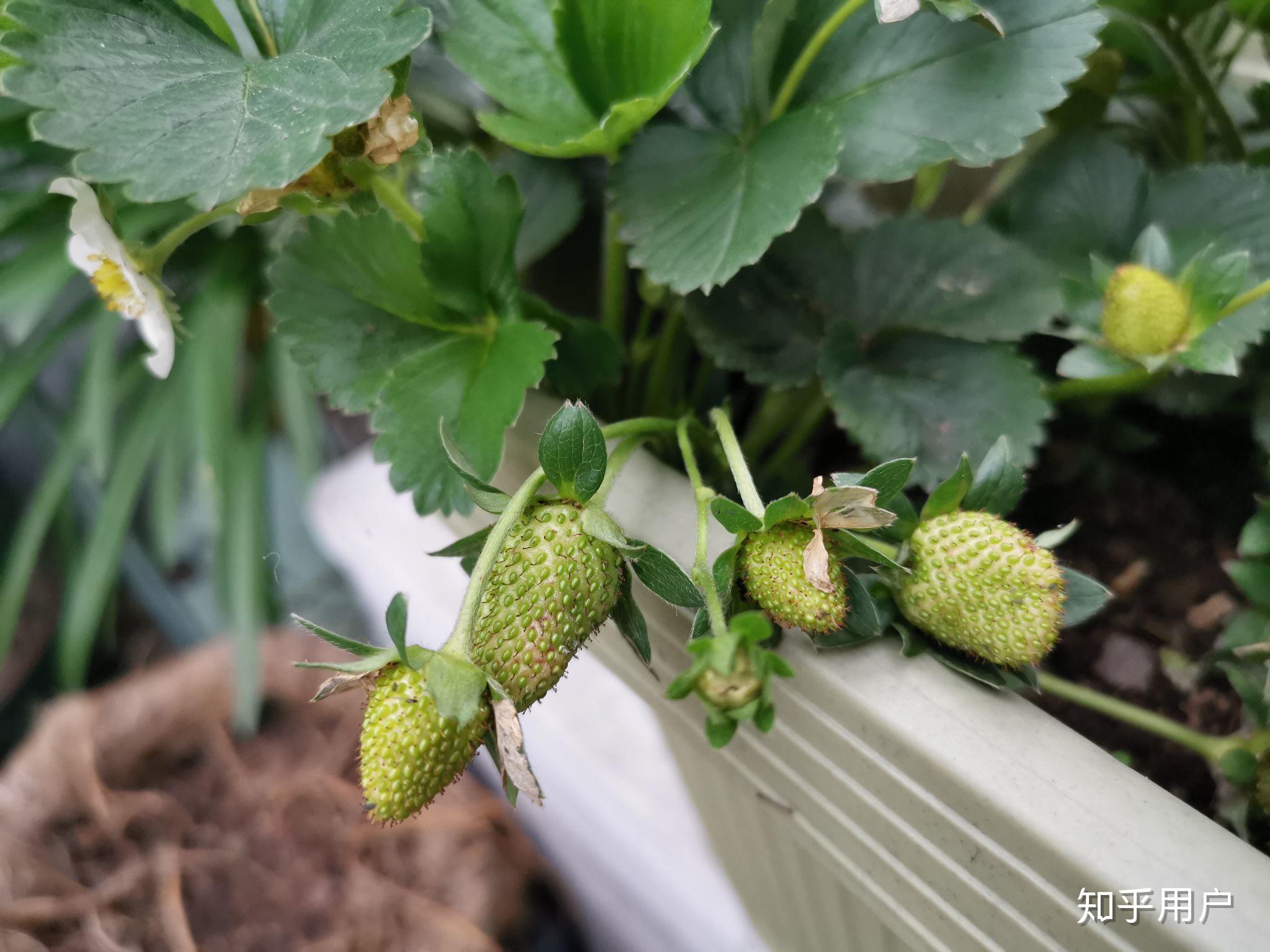 盆栽草莓挂果期，3件事做好了，开花多，产量高。 - 哔哩哔哩