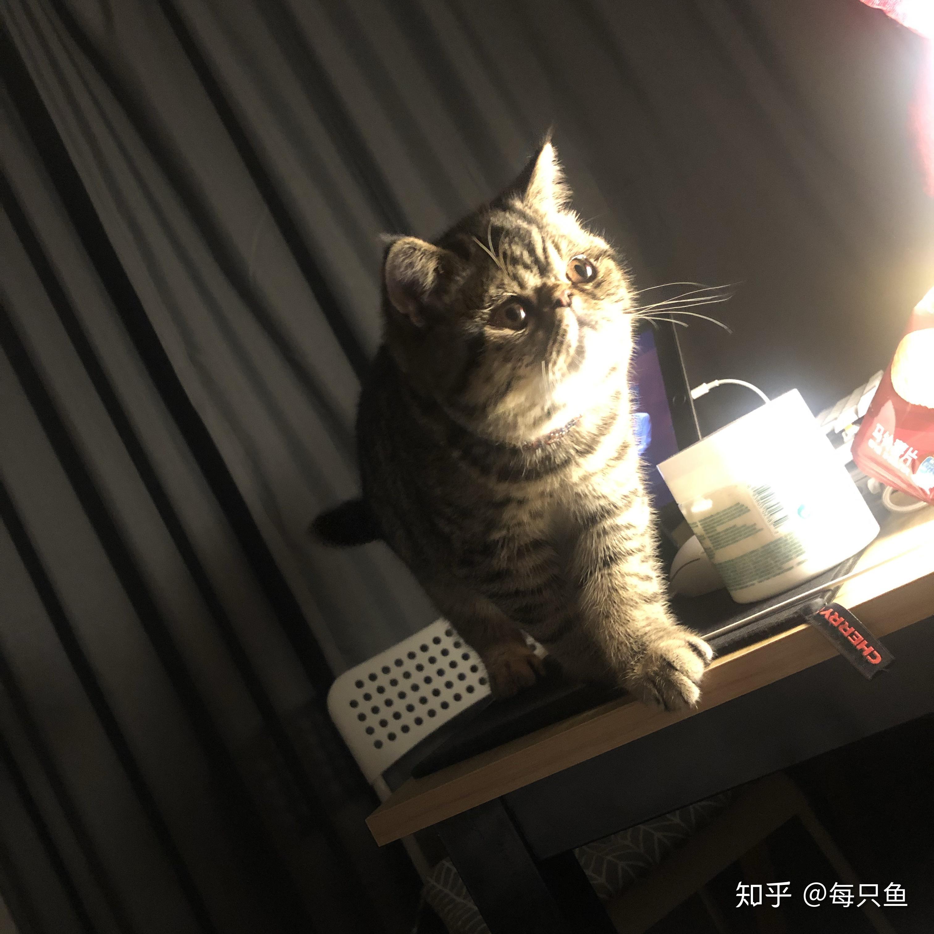 lulu是什么品种的猫