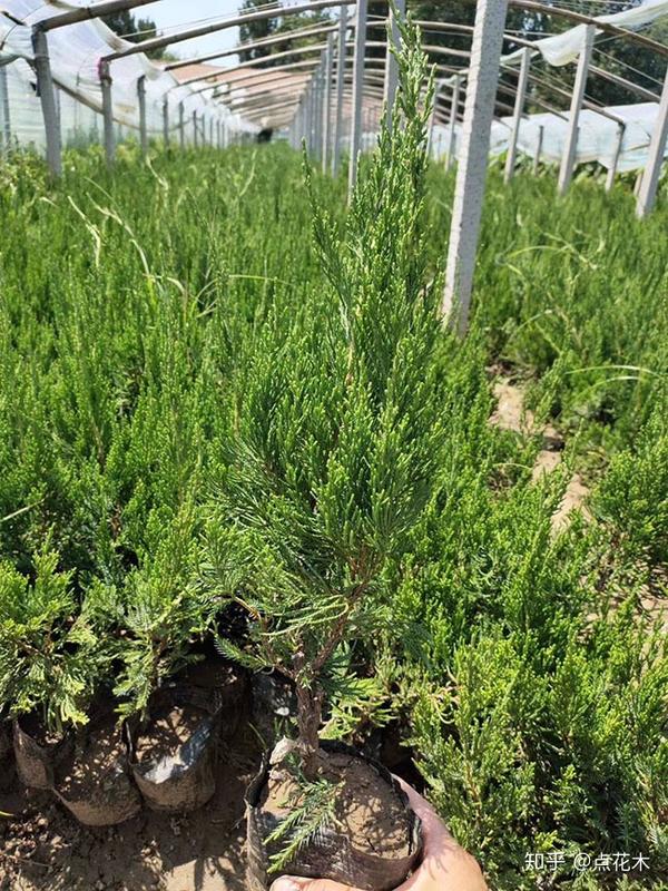 圆柏种植方法及注意事项 - 知乎