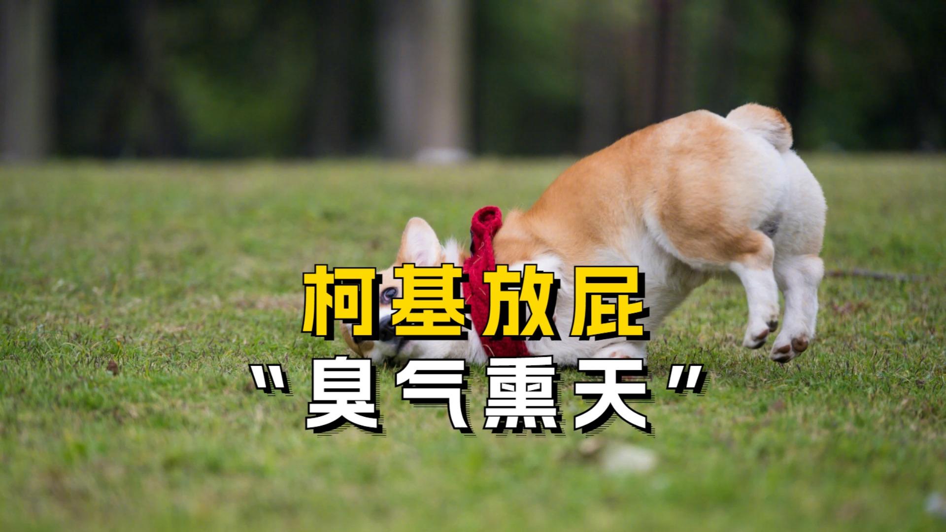 柯基老是放屁还很臭是什么原因