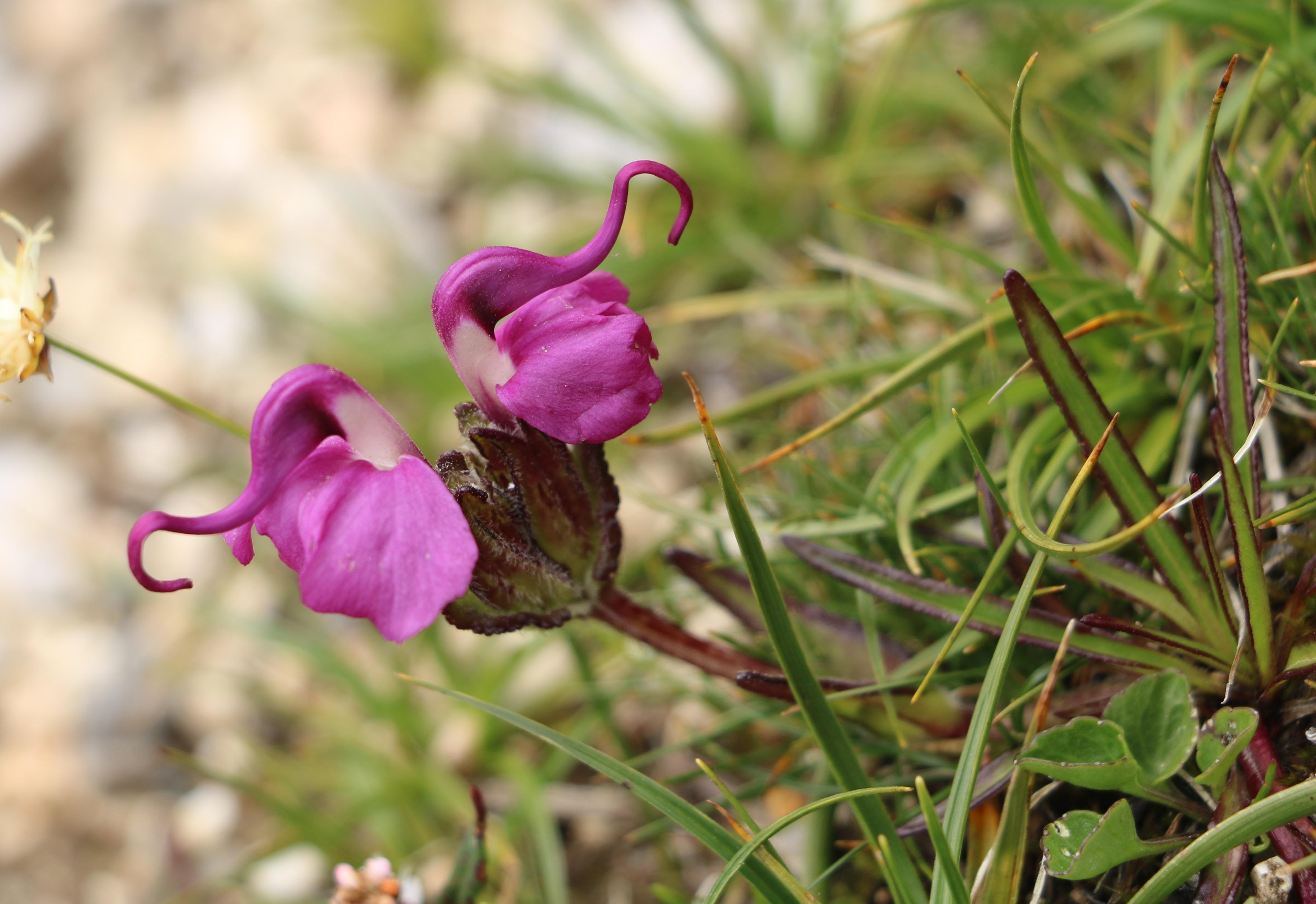 自然足迹横断山区植物小记九列当科马先蒿属松蒿属