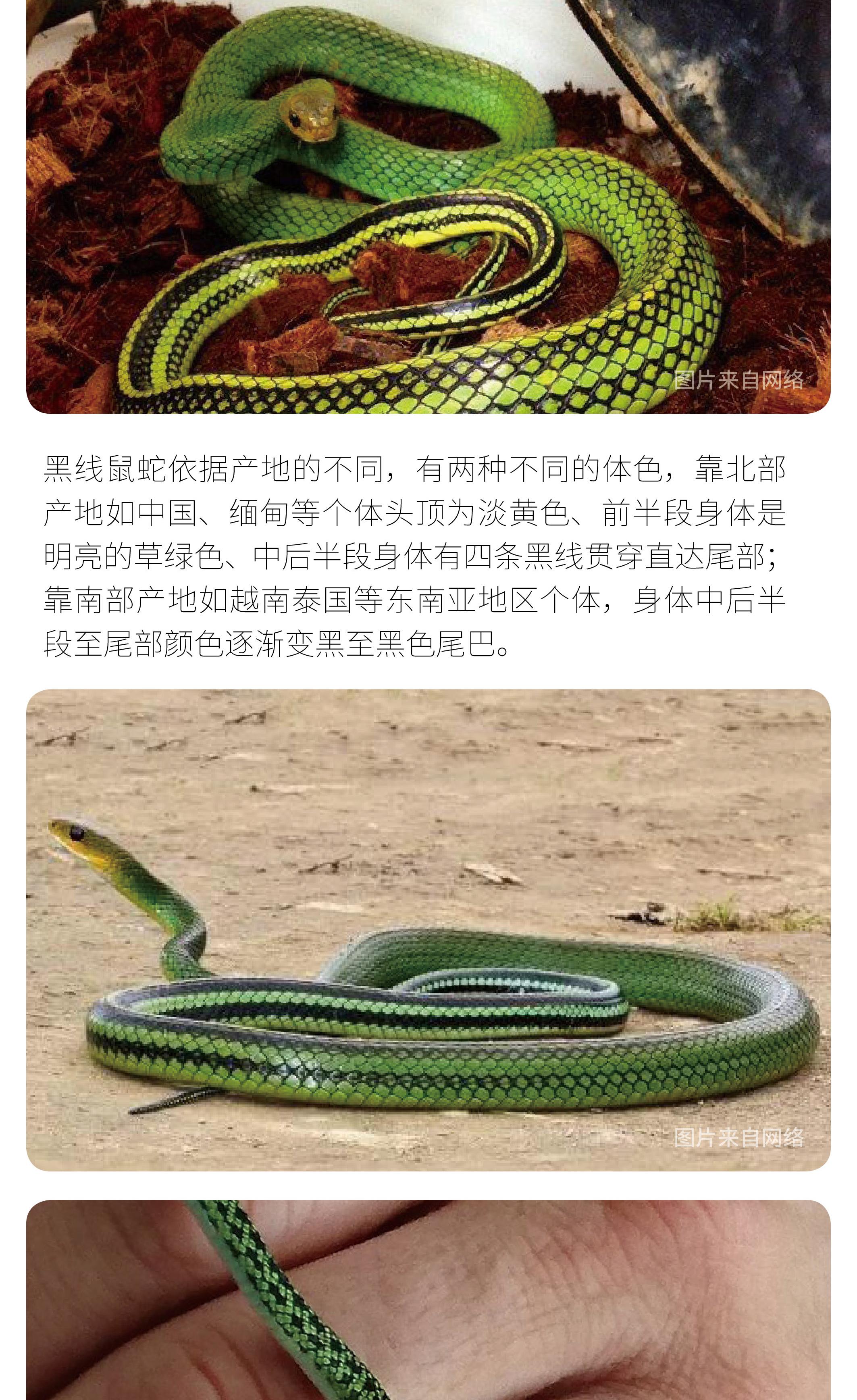 物种小谈|黑线鼠蛇 - 知乎