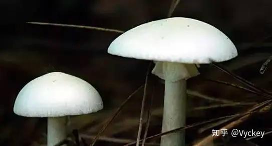 最全的云南野生菌科普介绍 - 知乎