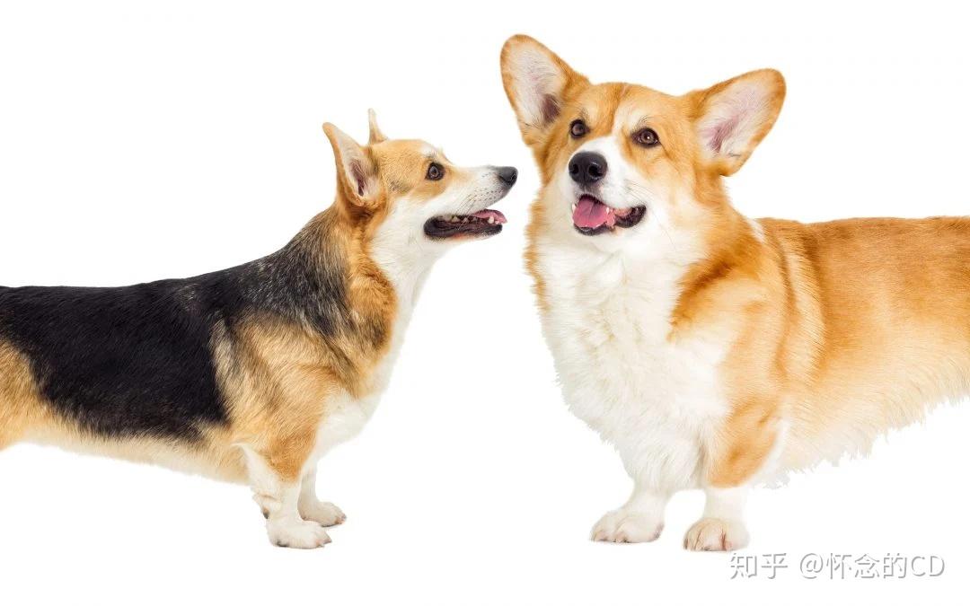 威尔士柯基犬 - 知乎