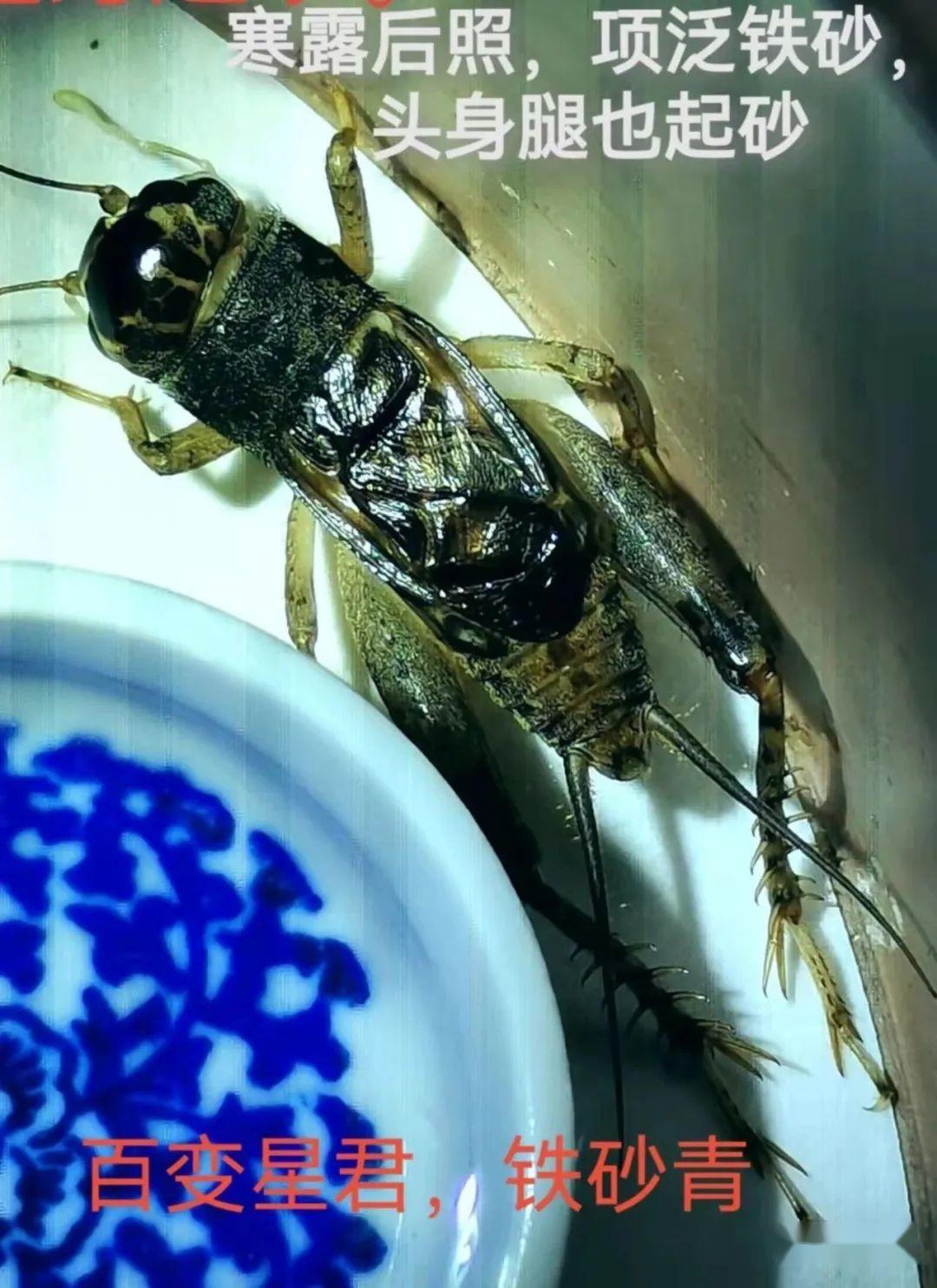 蟋蟀分享:铁砂青,底板老足,谱说晚出土之虫,盆养后起砂者大贵。诚然,谱不欺人! - 知乎