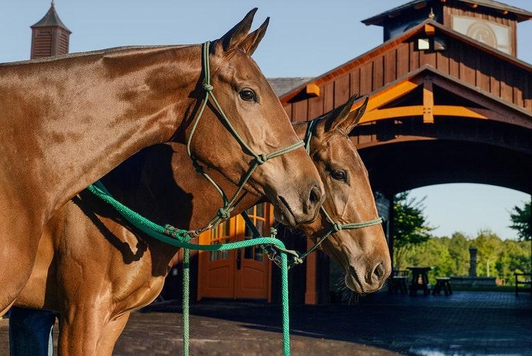 克隆马技术的成熟意味着什么