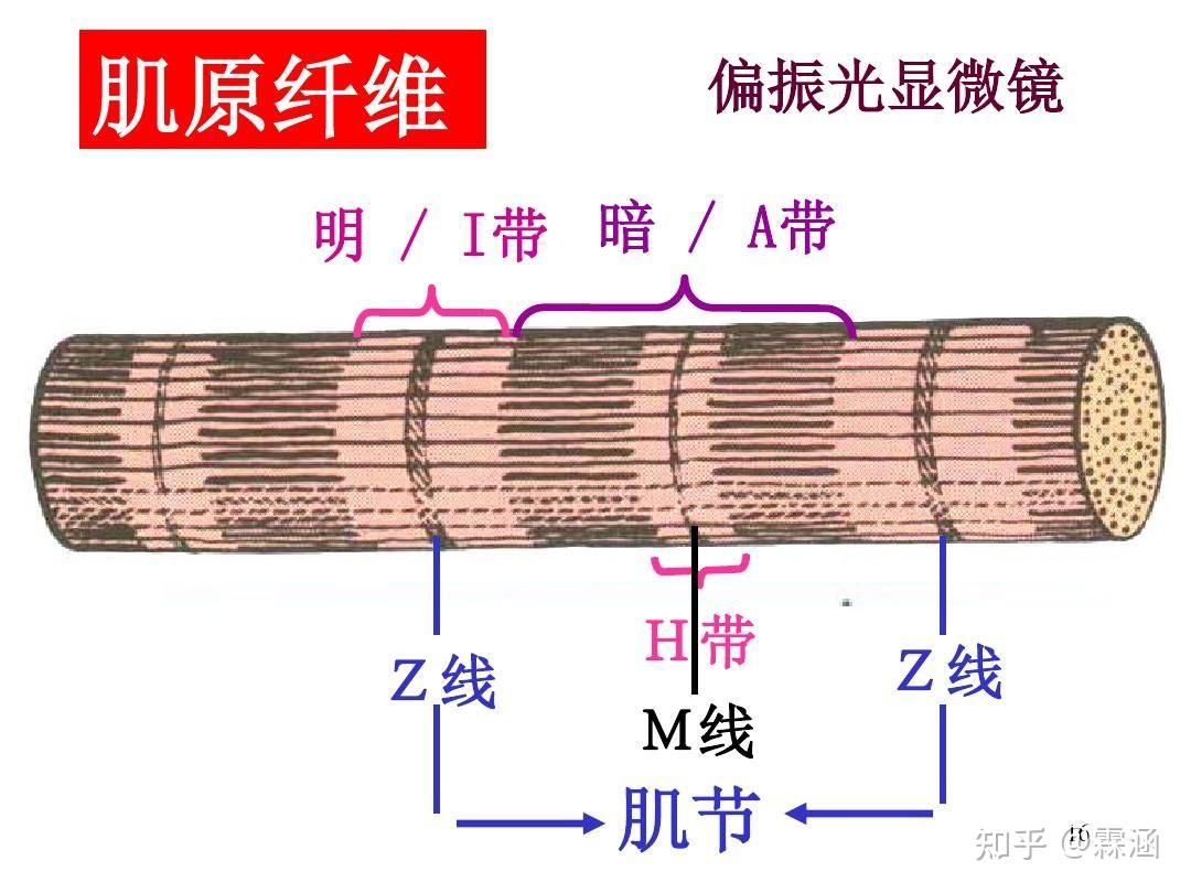 组胚学习笔记:肌组织 - 知乎