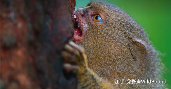 侏儒狨猴 | 手指大小的猴子如何有了“小小王国”? - 知乎