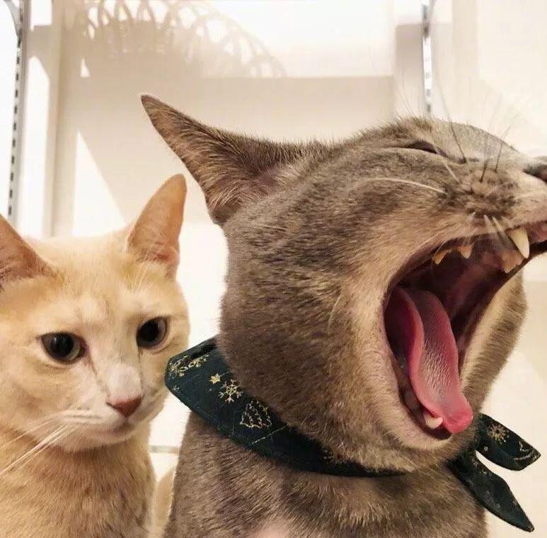 七夕沙雕猫咪情头安排上了