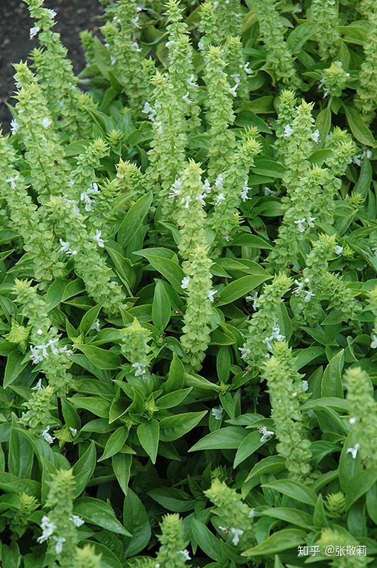 「荆芥」,「九层塔」和「罗勒」这几个名称之间是什么关系?