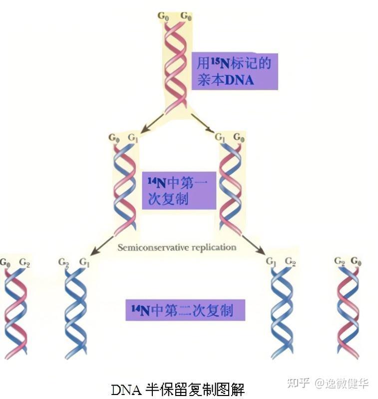 pcr复制三次过程图图片