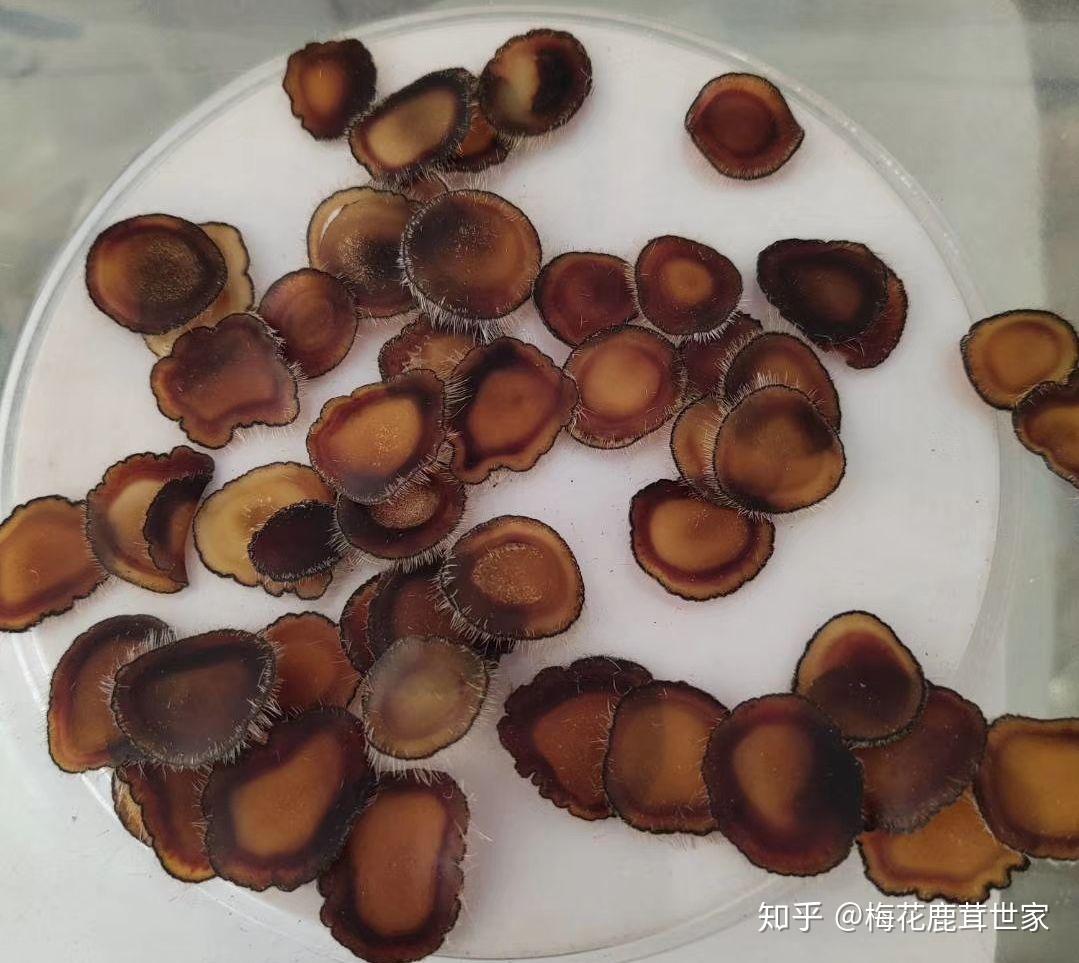 泡药酒 里面放人参 鹿茸 灵芝 枸杞 可以吗 会不会犯冲? - 知乎