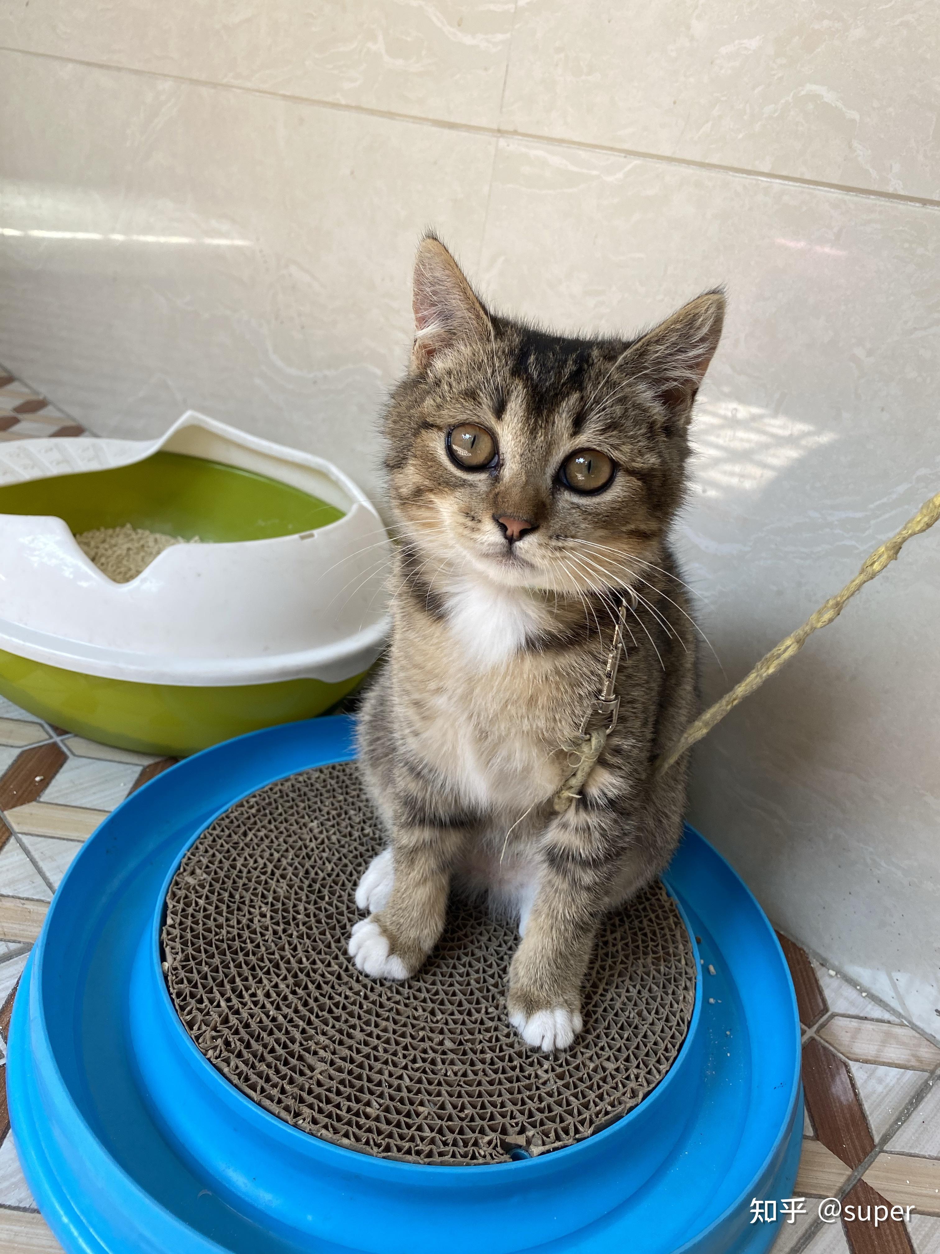 白餐巾白手套的狸花猫能有多漂亮? - 知乎