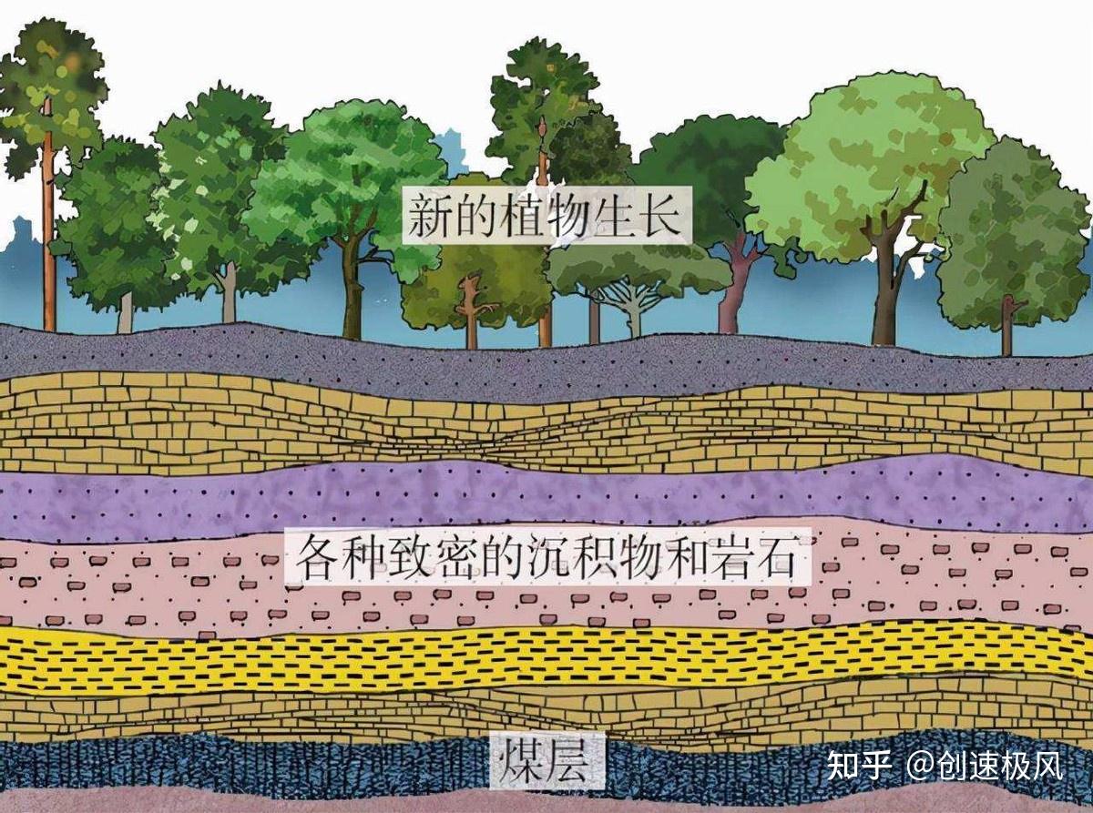 100多米厚的煤层是如何形成的?远古的地球,真有这么多的植物吗?