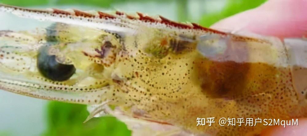 丰昱水产让你了解弧菌它一点也不难 - 知乎