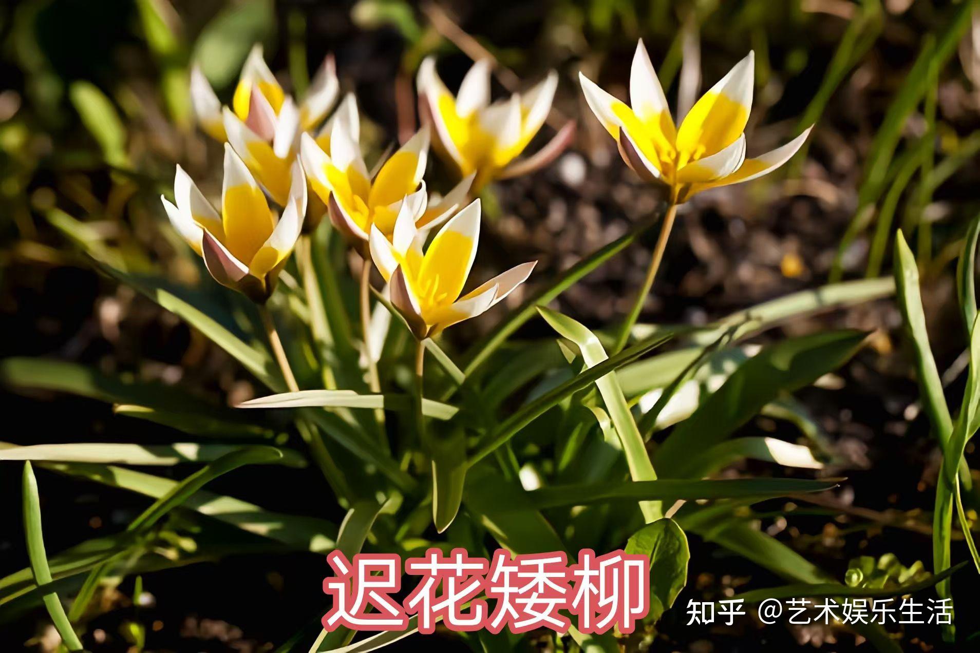 杨柳科植物有哪些 - 知乎