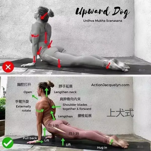 如何区分眼镜蛇式和上犬式 一文全解读 知乎