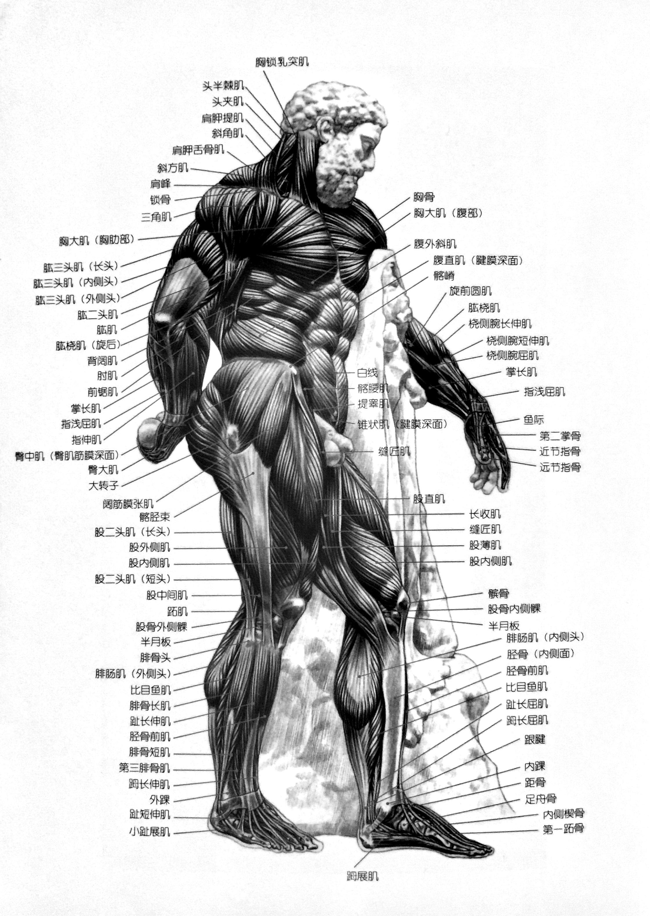 人体肌肉分布图_word文档在线阅读与下载_文档网