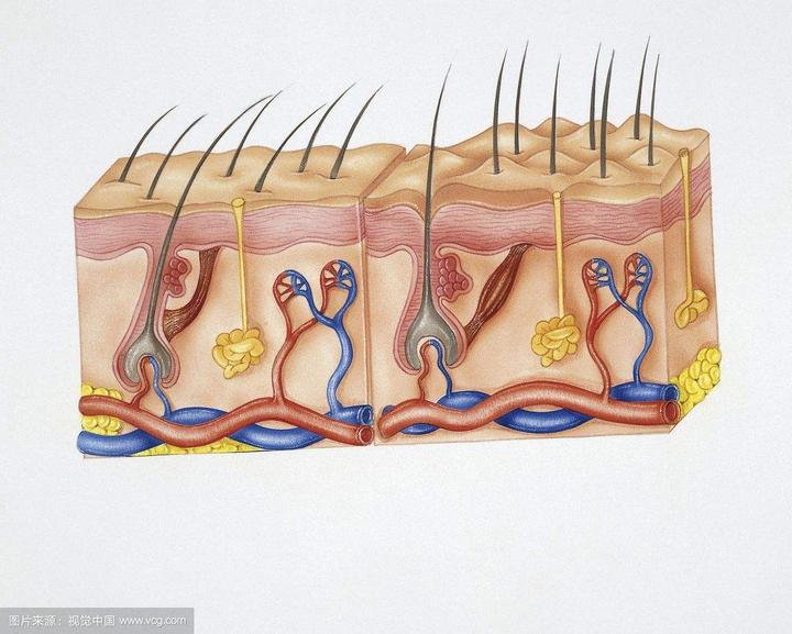 浅谈皮脂腺以及影响分泌的因素 知乎