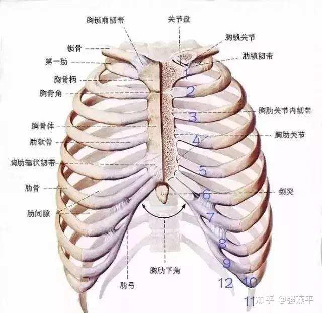 肺的内侧面图片