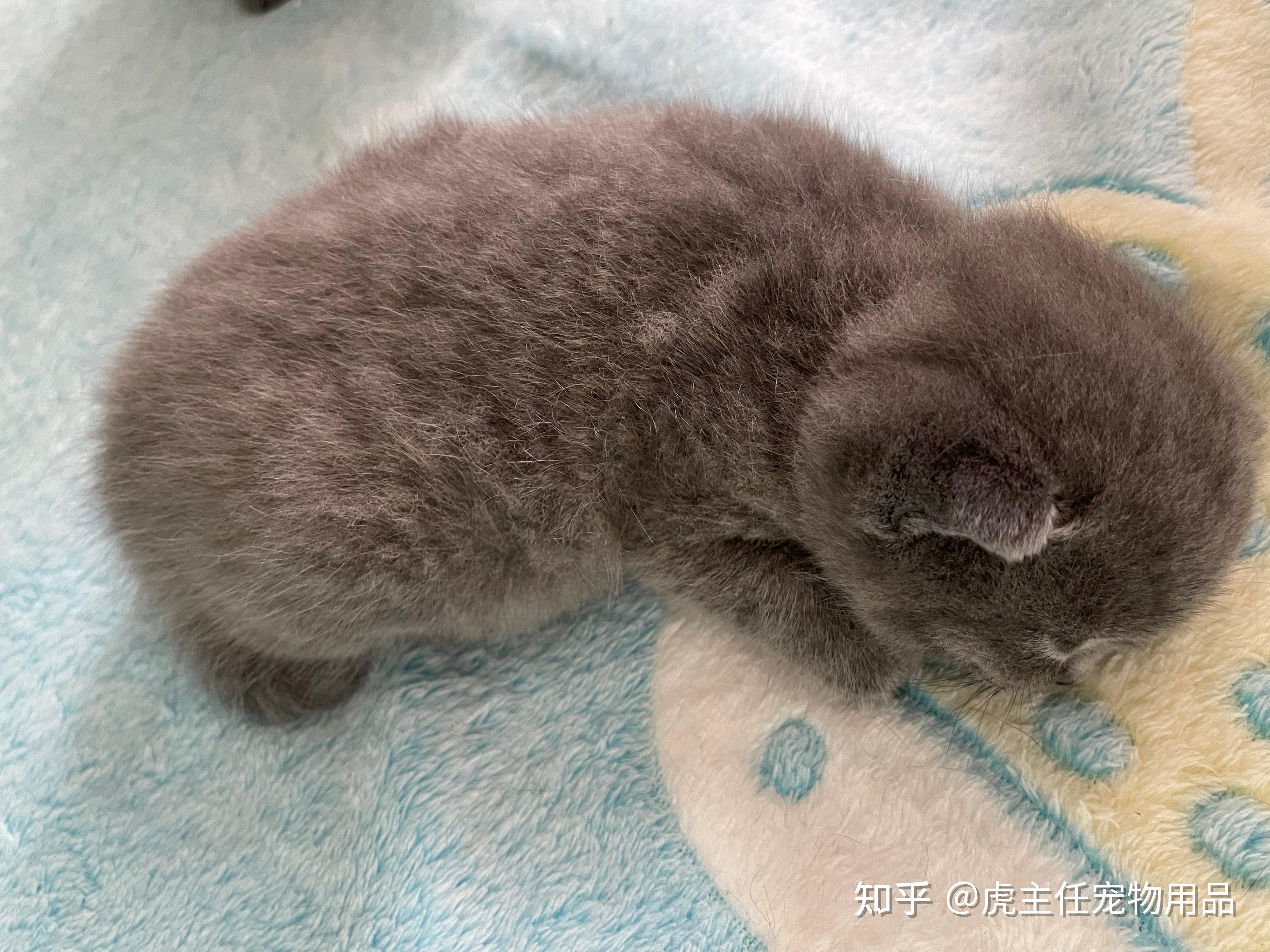 幼猫喂养指南|刚出生一个月的小猫要如何照顾?一天要喂几次? - 知乎