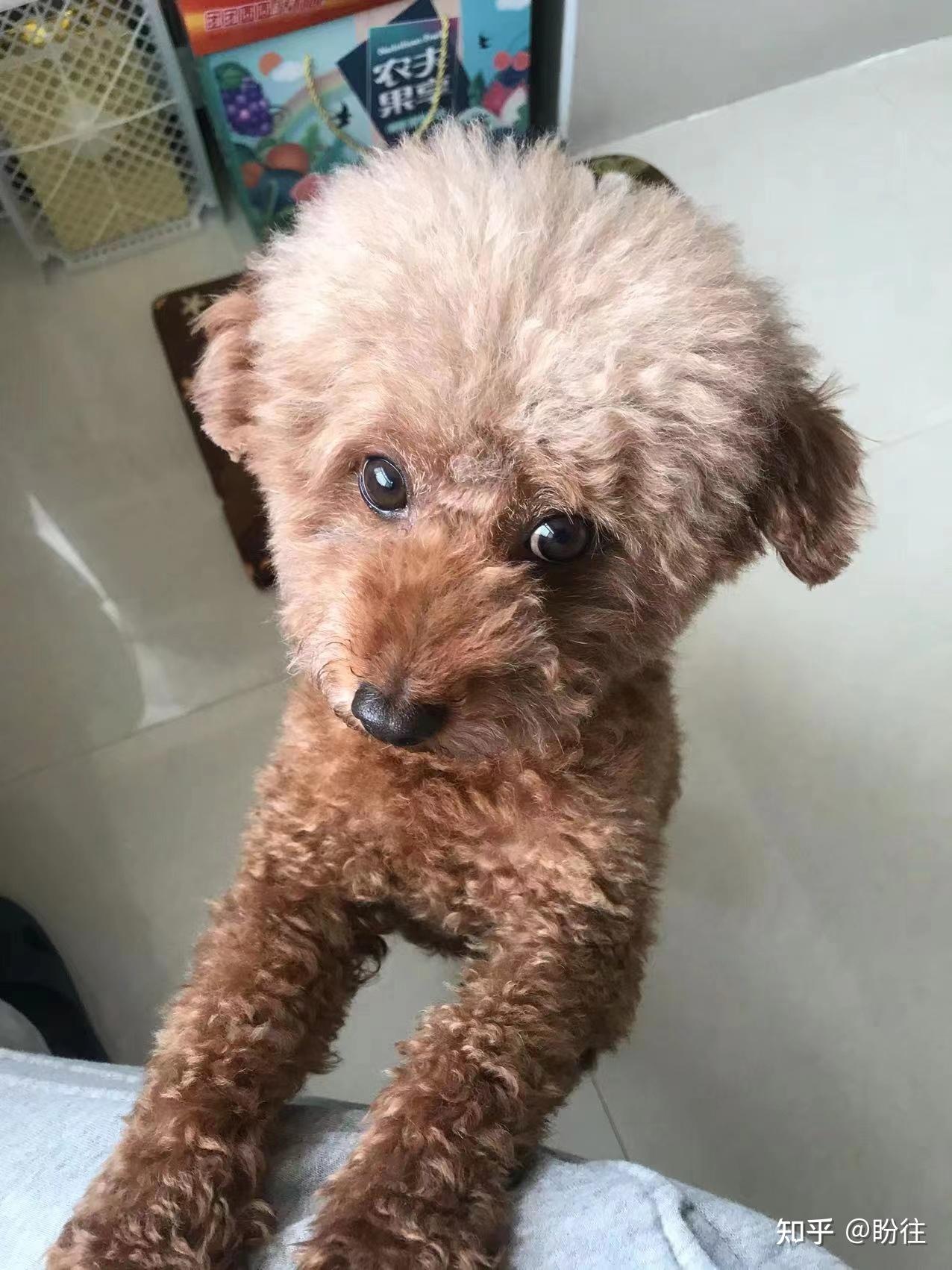 菏泽成武清华园小区丢失一只棕色母泰迪