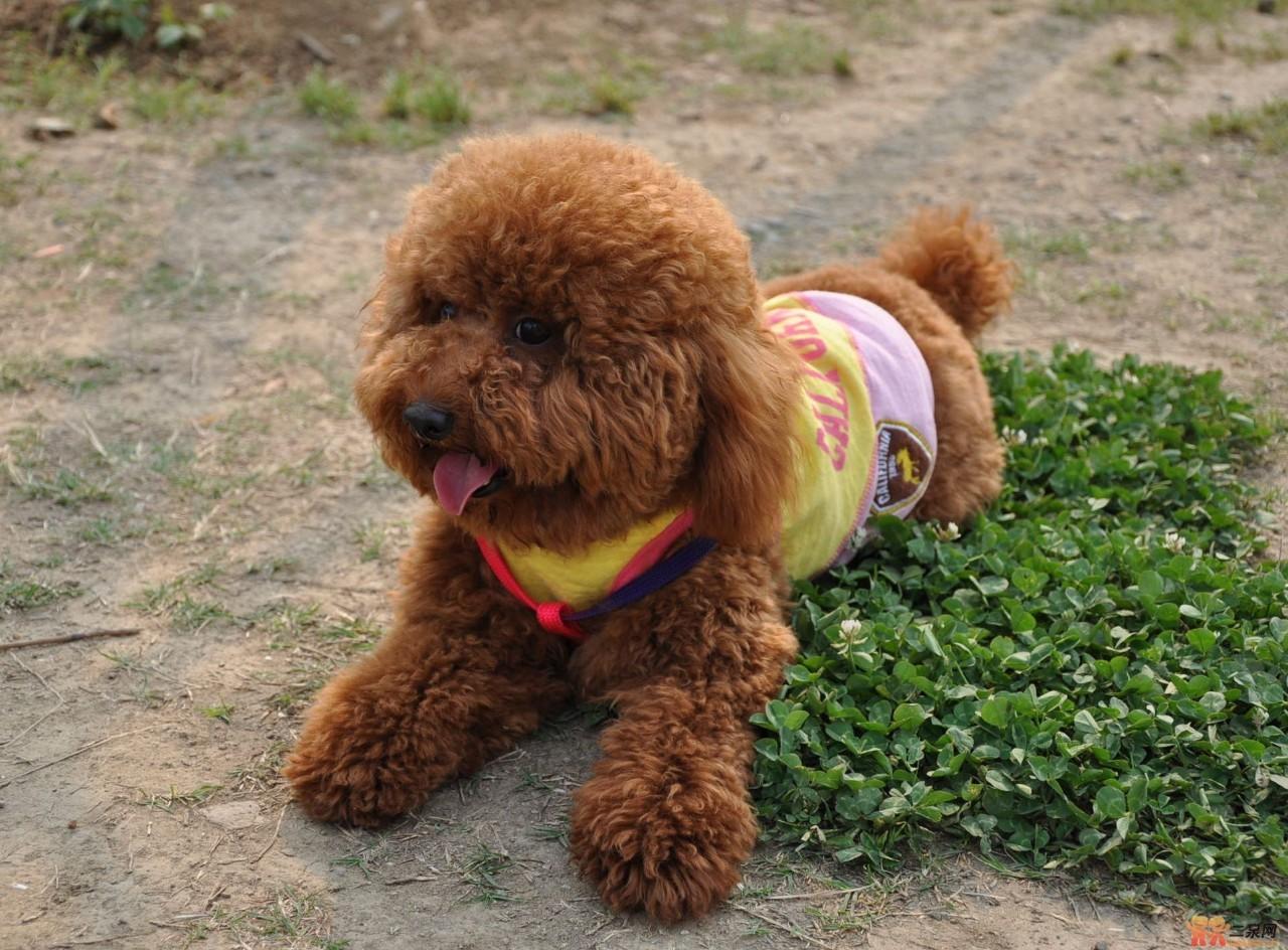 犬种冷知识：泰迪（贵宾犬）身世大起底！ - 知乎