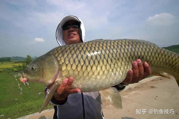 春天钓鲤鱼用什么样的鱼饵？4个字概括春天钓鲤鱼饵的特点- 知乎