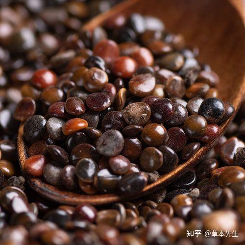 草本先生密探:药食同源·枳椇子篇 - 知乎