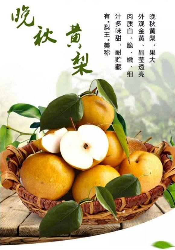 晚秋黄梨自花授粉皮薄核小无石细胞果肉细滑洁白香甜