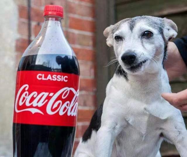 100年上涨50万倍可口可乐的成功可以被复制吗