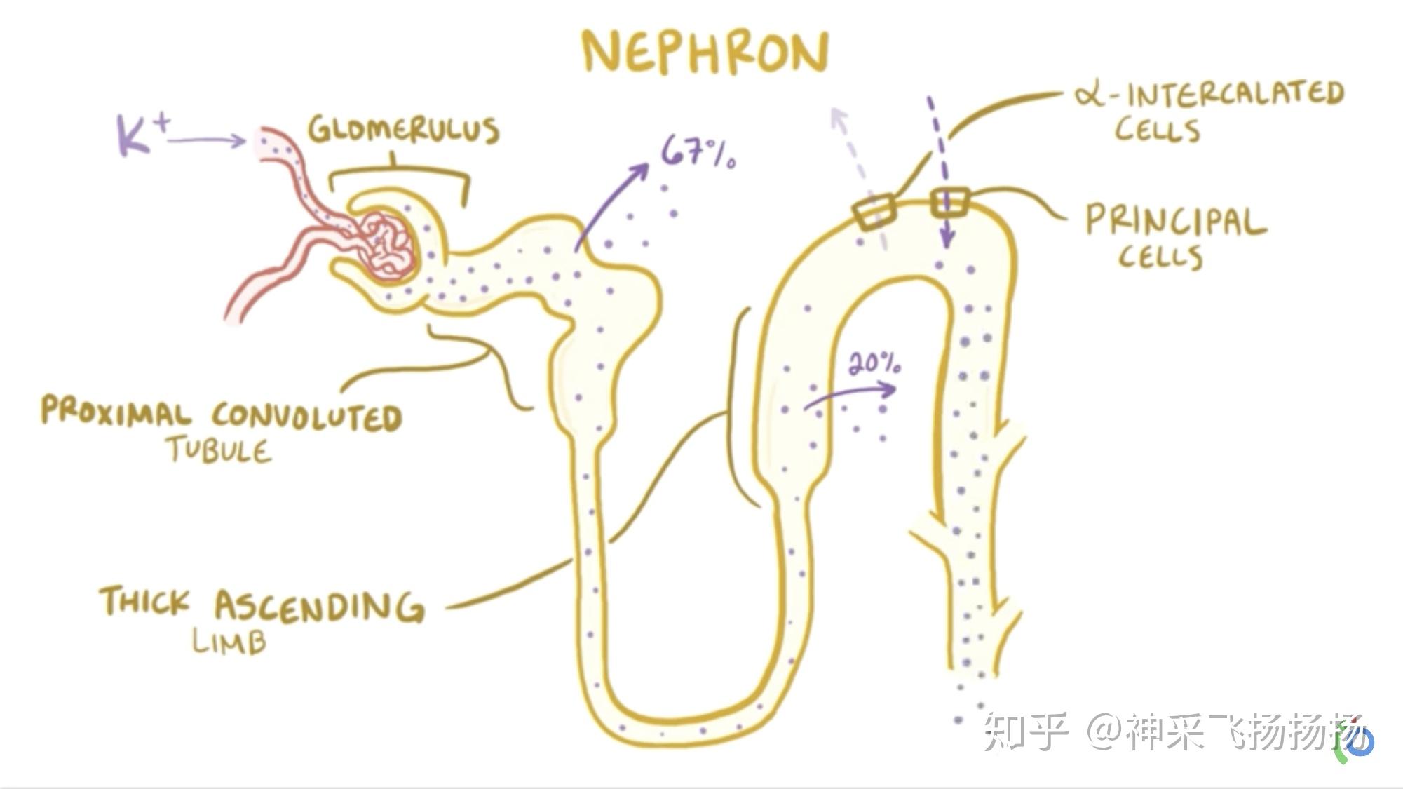 医学科普之高钾血症hyperkalemia