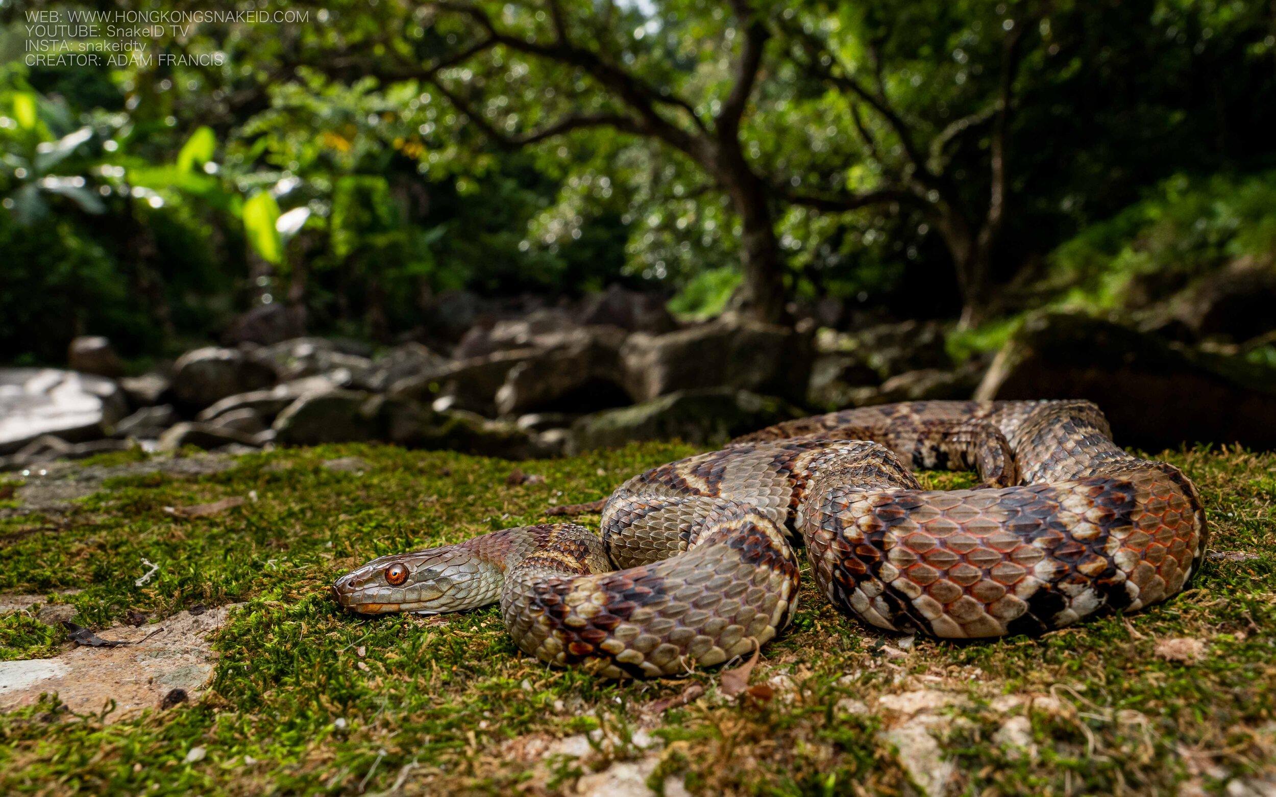 这个到底是什么蛇