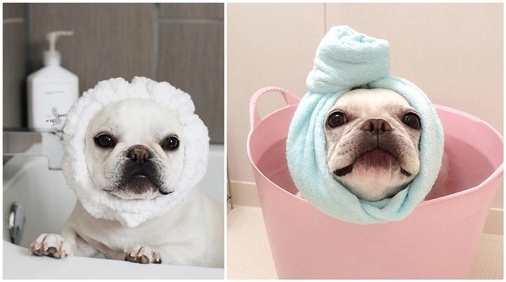 狗狗为什么不能每天洗澡 宠物隔多久洗一次最好 剃毛真的可以散热吗 知乎