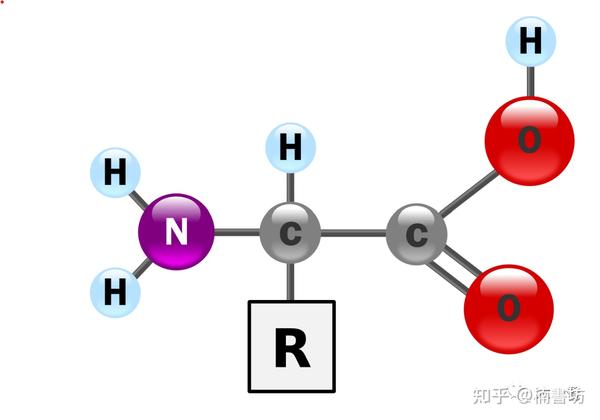 氨基酸结构式与分类 - 知乎