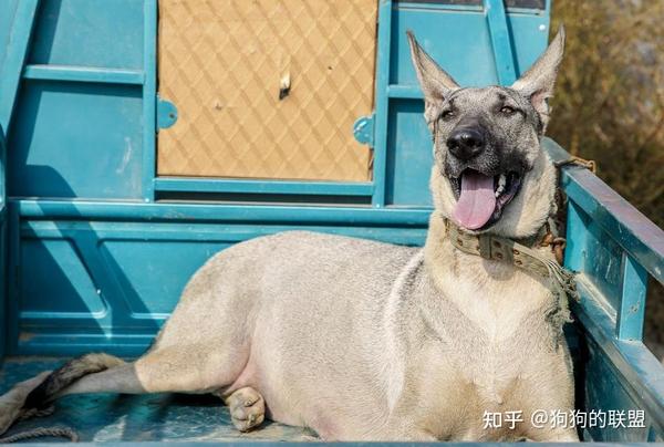 再火热的“狼青犬”,现如今也很少人养了,6个缺点让人劝退 - 知乎