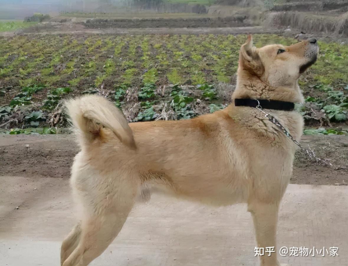 中华田园犬不吃用筷子喂的食物,是教养还是什么?