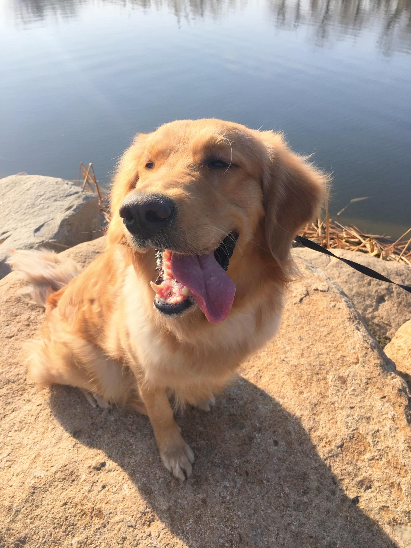 金毛长大的颜色怎么看啊我家金毛脸和耳朵金黄身体是白黄色求解