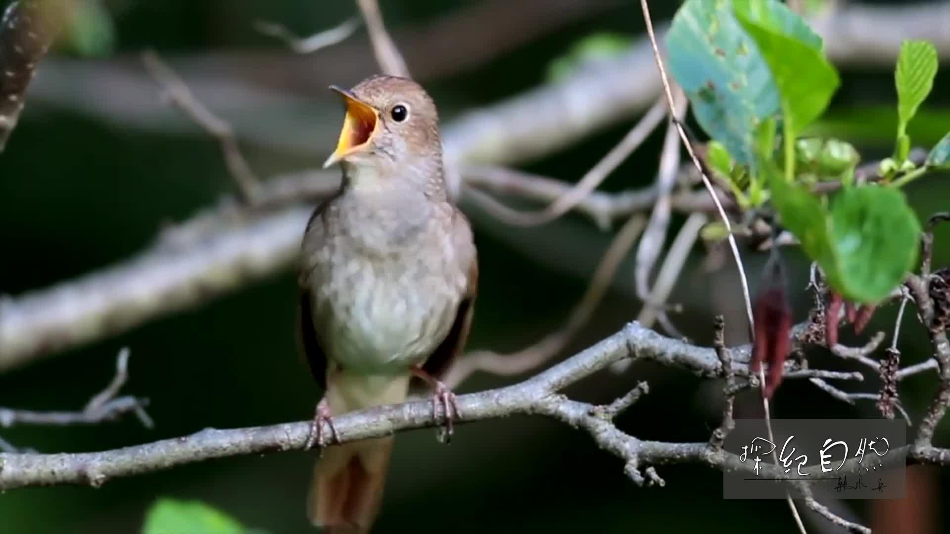 2 小时前 · 4 次播放活动科学求真生物学鸟纲动物野生动物自然声音