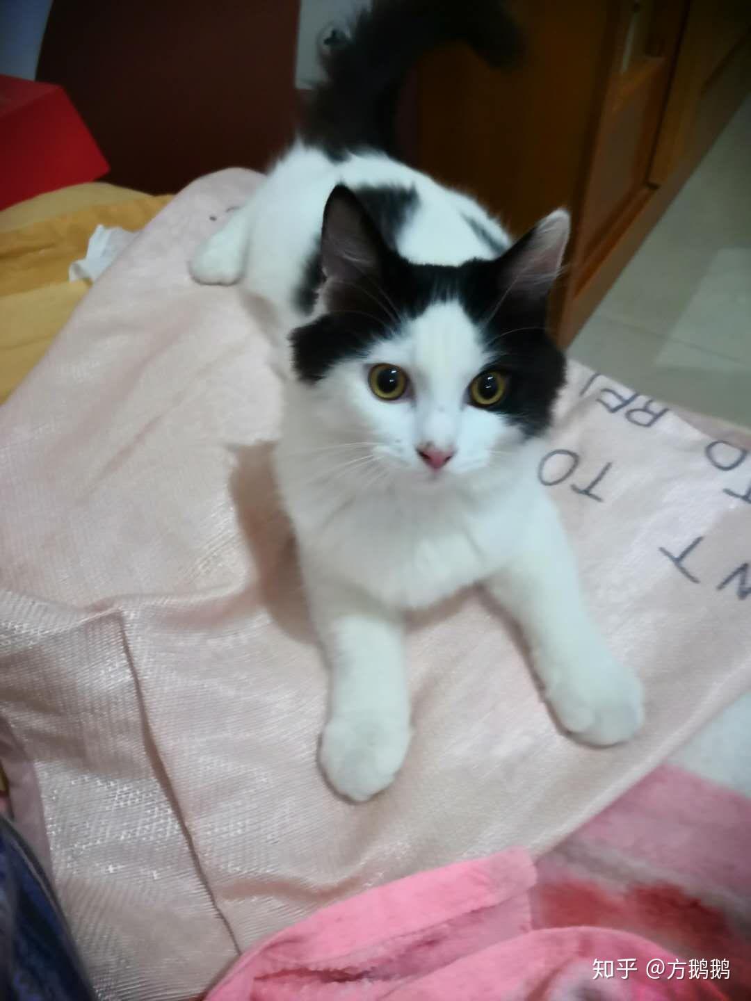 布偶和狮子猫串串是什么样子呀