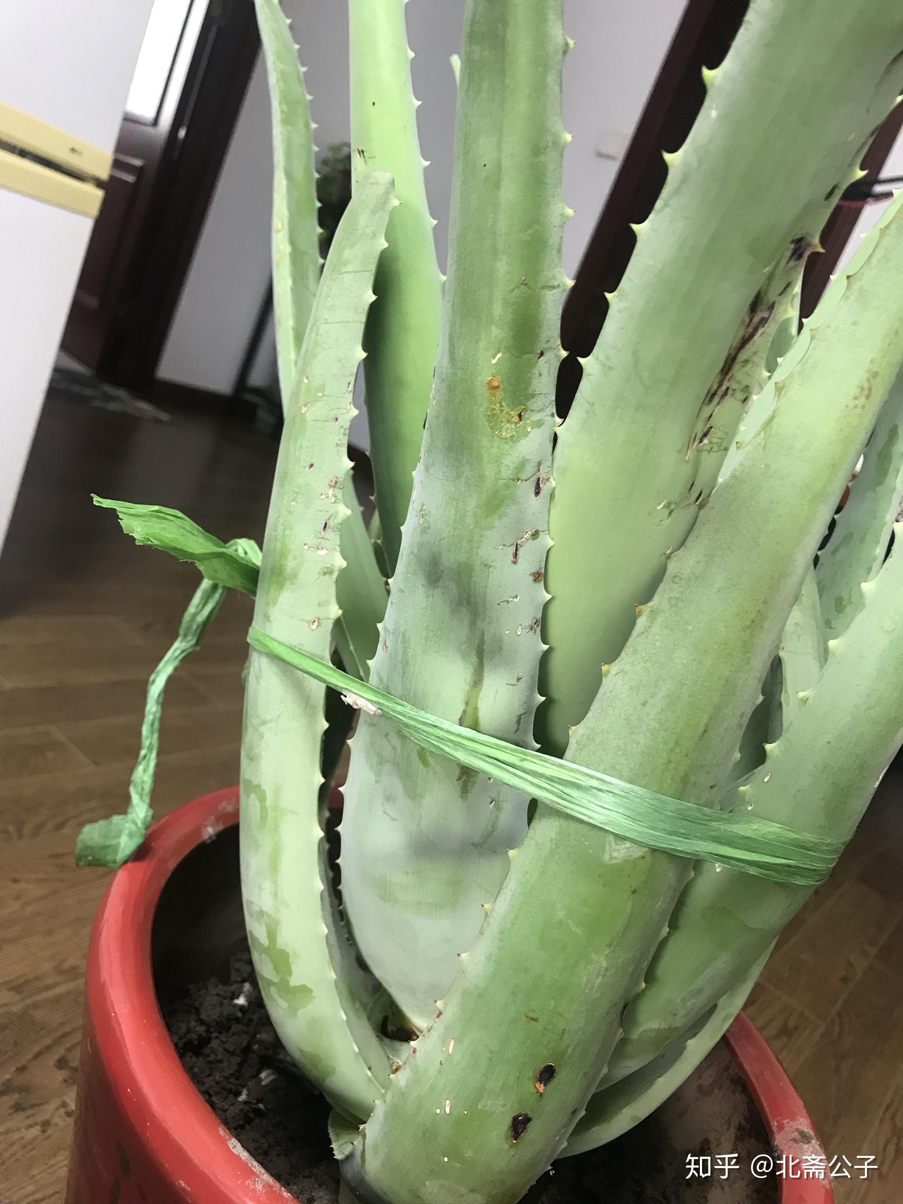 请问新买的库拉索芦荟,为什么到我家换盆换土后变成这样呢?