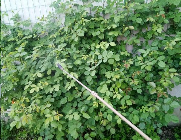 治疗红蜘蛛的药物比较多,可以使用金满枝,爱卡螨等进口药,也可使用螨