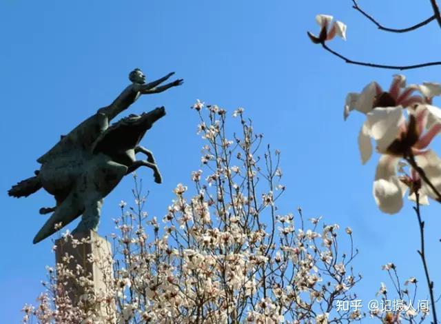 春季北京到哪儿可以观赏玉兰花?您就去这几个地方 - 知乎