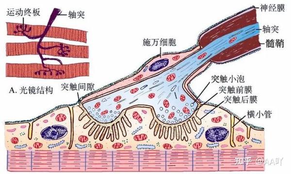 基本组织—神经组织知识分享（转载保存） - 知乎