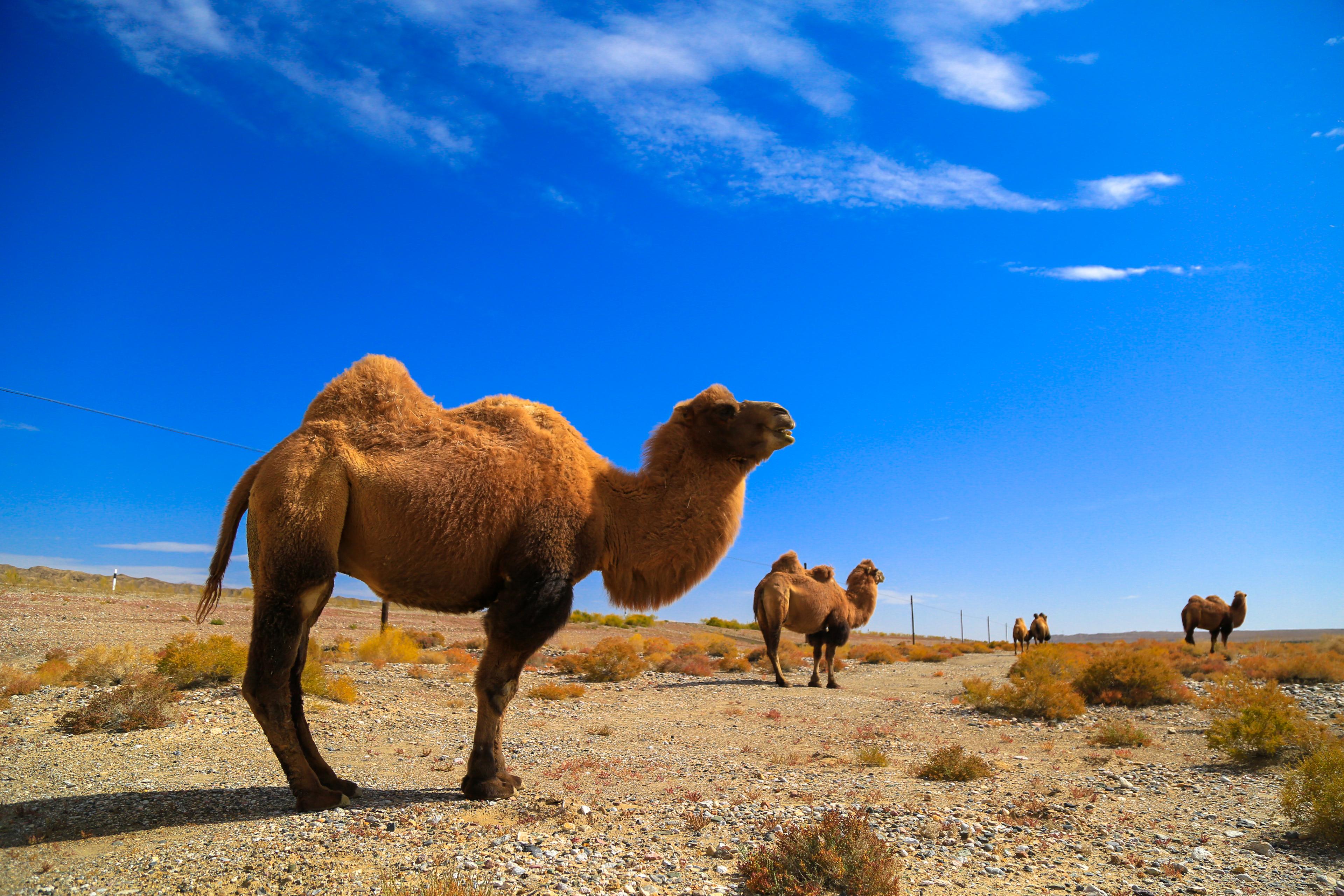 关于您关心的骆驼奶七大问题驼福记驼奶为您解答