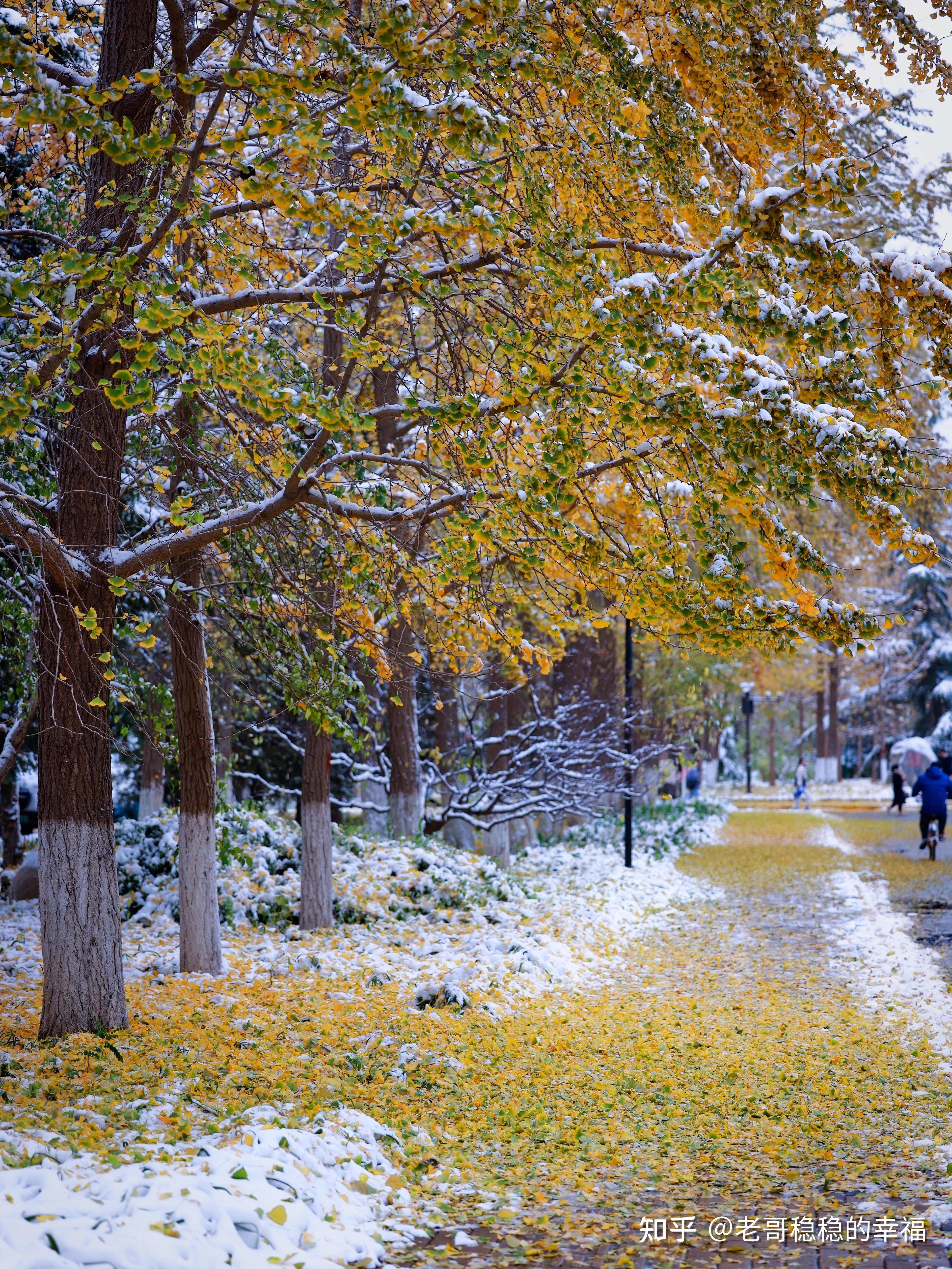 2021 年你见过最美的雪景是怎样的? - 知乎