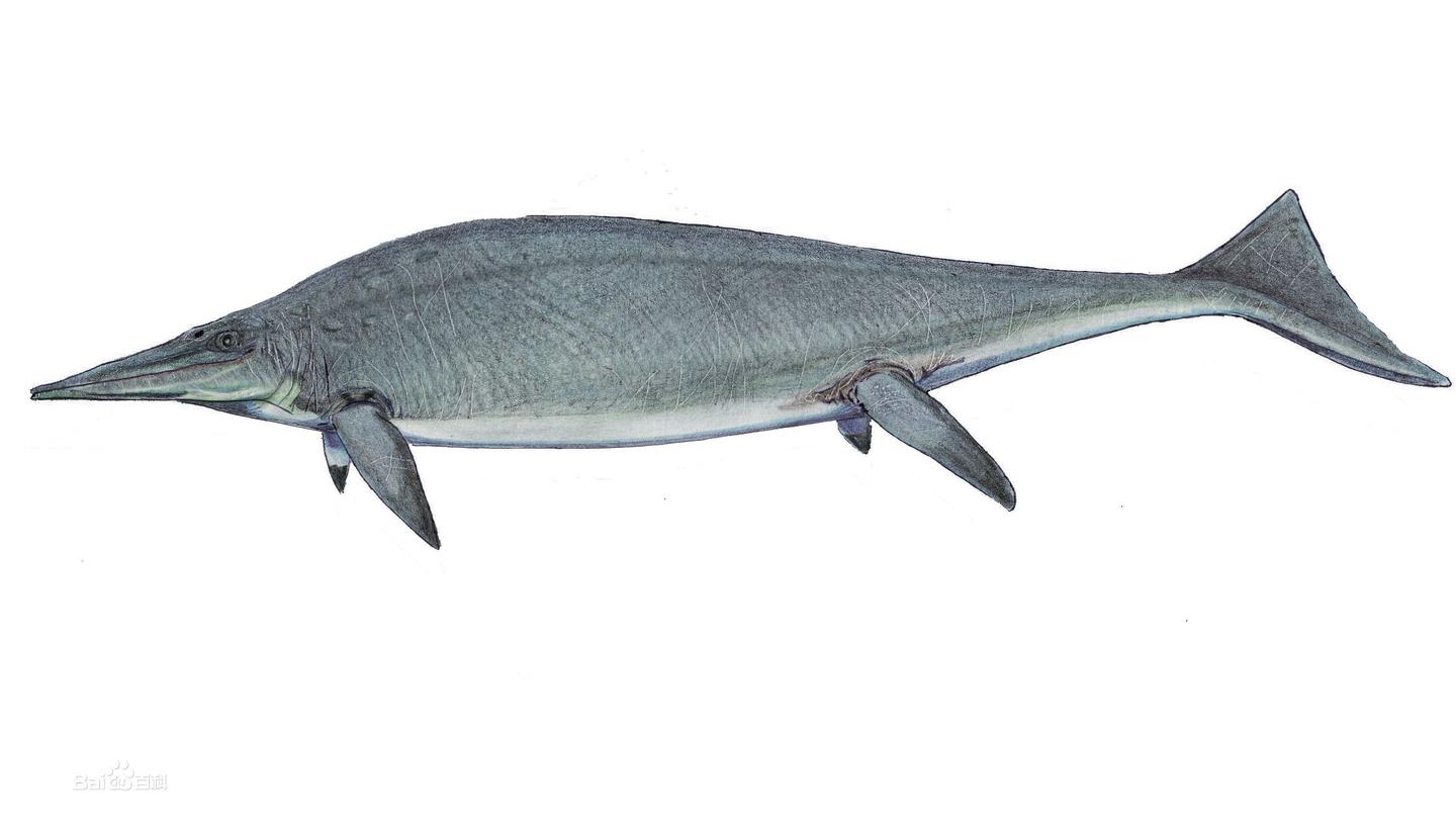 史上最大动物- 知乎